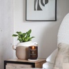image:imageWoodWick Black Currant amp Rose Gifts for Women and Men 6 oz Renew Medium Candle with Crackling WickTomato Leaf  Basil