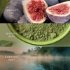 image:imageWoodWick Shoreline Trilogy Gifts for Women and Men 16 oz Ellipse Trilogy Candle with Crackling WickVerdant Woods
